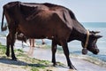 Thirsty domestic farm red black cow walks on sea coastline drinking water