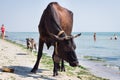 Thirsty domestic farm red black cow walking on sea coast drinking water among people and dogs