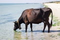 Thirsty domestic farm red black cow walks on sea coast drinking water