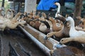 thirsty duck colony gathering to get some water Royalty Free Stock Photo