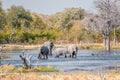 Thirsty Elephants