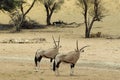 Gemsbok look longingly at water, Kgalagadi Transfrontier National Park , South Africa