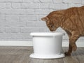 Thirsty ginger cat drinking water from a pet drinking fountain. Royalty Free Stock Photo