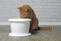 Thirsty ginger cat drinking water from a white pet drinking fountain. Royalty Free Stock Photo