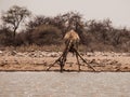Thirsty giraffe drinking from waterhole Royalty Free Stock Photo