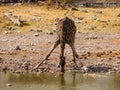 Thirsty giraffe drinking from waterhole Royalty Free Stock Photo