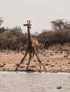 Thirsty giraffe drinking from waterhole Royalty Free Stock Photo