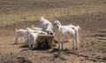 Thirsty goats enjoy a drink of water