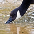 Thirsty Goose Royalty Free Stock Photo
