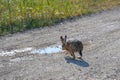 Thirsty hare (Lepus europaeus) after long drought period discovering water in a puddle from agricultural irrigation Royalty Free Stock Photo