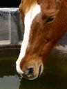 Thirsty Horse