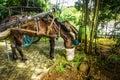 Thirsty horse drink in white bucket photo taken in Jakarta Indonesia
