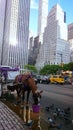 Thirsty horse in New York