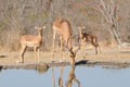 Thirsty impala rams drinking from a waterhole