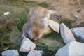 Thirsty Japanese Macaque/Snow Monkey