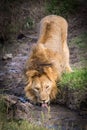 Thirsty King of the Mara