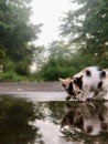 A Thirsty Kitten: The Adventures of a Little Feline in Search of a Drink