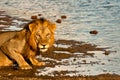 Thirsty lion Royalty Free Stock Photo