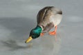 Thirsty Mallard duck drake Royalty Free Stock Photo