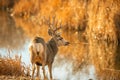 Thirsty Mule Deer Buck licks his lips after taking drink at water hole