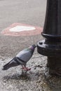 Thirsty pigeon