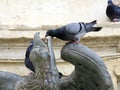 The Thirsty pigeon drinking - fountain of life