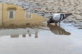 Thirsty pigeon drinks water from a puddle on a city square.