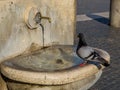 Thirsty pigeon