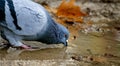 Thirsty Pigeon