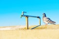 Thirsty Pigeon by the Water Tap at Long Beach Pier, California