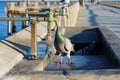 Thirsty pigeon at watering