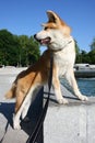 Thirsty puppy on public fountain