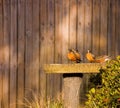 Thirsty robins