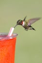 Thirsty Ruby-throated Hummingbird