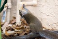 A thirsty squirrel drinks from drain Royalty Free Stock Photo