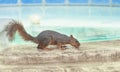 Thirsty squirrel taking a drink from swimming pool