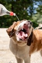 thirsty st. bernard dog drinking from plastic bottle outdoors in hot summer day, water splashes and sprays Royalty Free Stock Photo