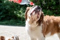 thirsty st. bernard dog drinking from plastic bottle outdoors in hot summer day, water splashes and sprays Royalty Free Stock Photo