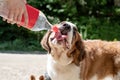 thirsty st. bernard dog drinking from plastic bottle outdoors in hot summer day, water splashes and sprays Royalty Free Stock Photo