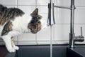 Thirsty tabby cat drinking running water from sink faucet. Royalty Free Stock Photo