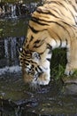 Thirsty tiger. Royalty Free Stock Photo