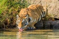 thirsty tiger lapping up water Royalty Free Stock Photo