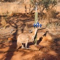 Thirsty wallaby drinking from a tap in central australian desert