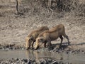 Thirsty Warthog