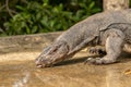 Thirsty Water Monitor Lizard, Varanus salvator, drinking water from a puddle on the road Royalty Free Stock Photo