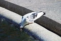 White dove on the fountain