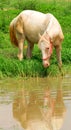 Thirsty white horse Royalty Free Stock Photo