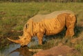 Thirsty White Rhino Bull