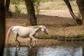 Thirsty wild white horse drinking water in a creek Royalty Free Stock Photo