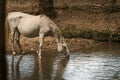 Thirsty wild white horse drinking water in a creek Royalty Free Stock Photo